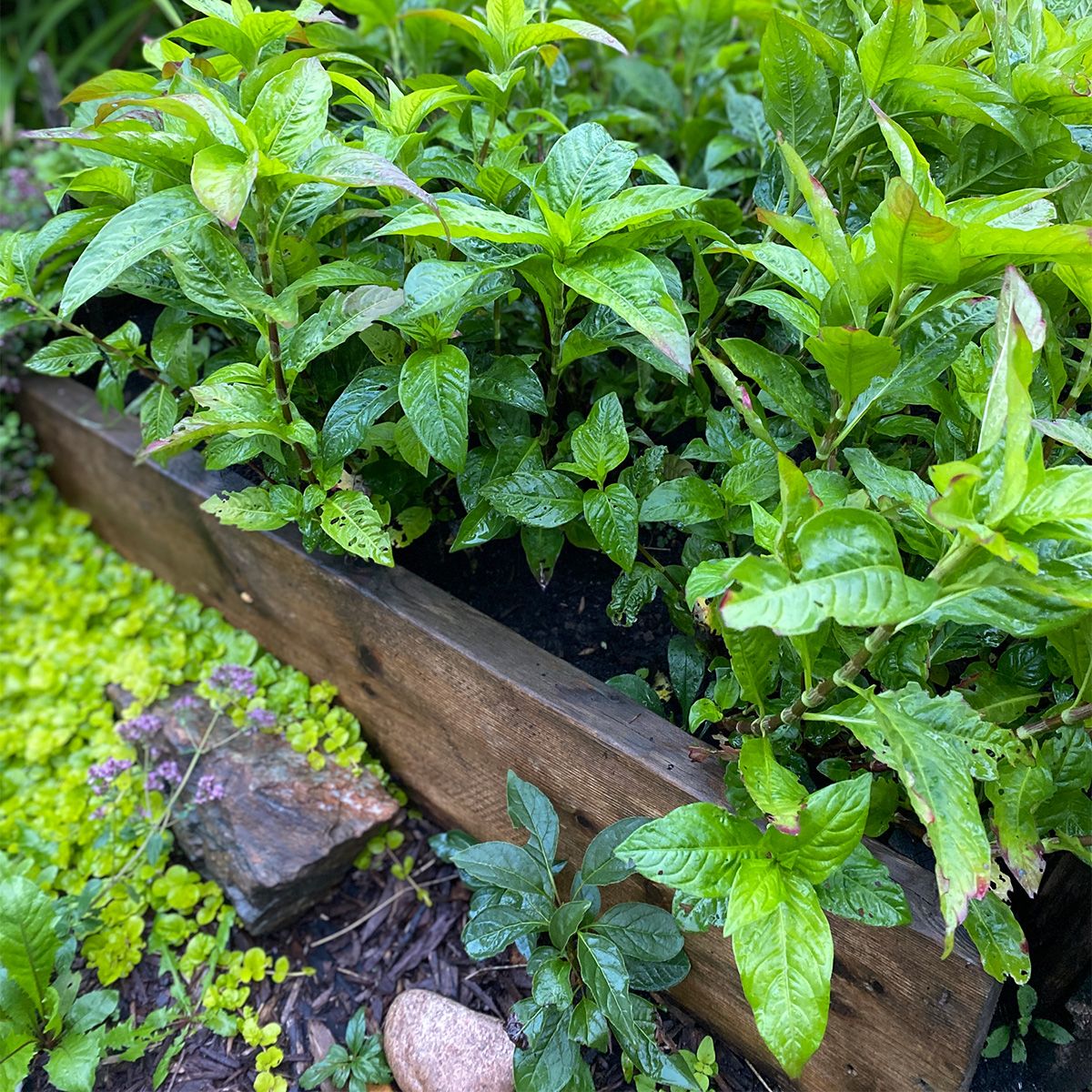 Indigo plants in a raised garden bed, wet from rainfall