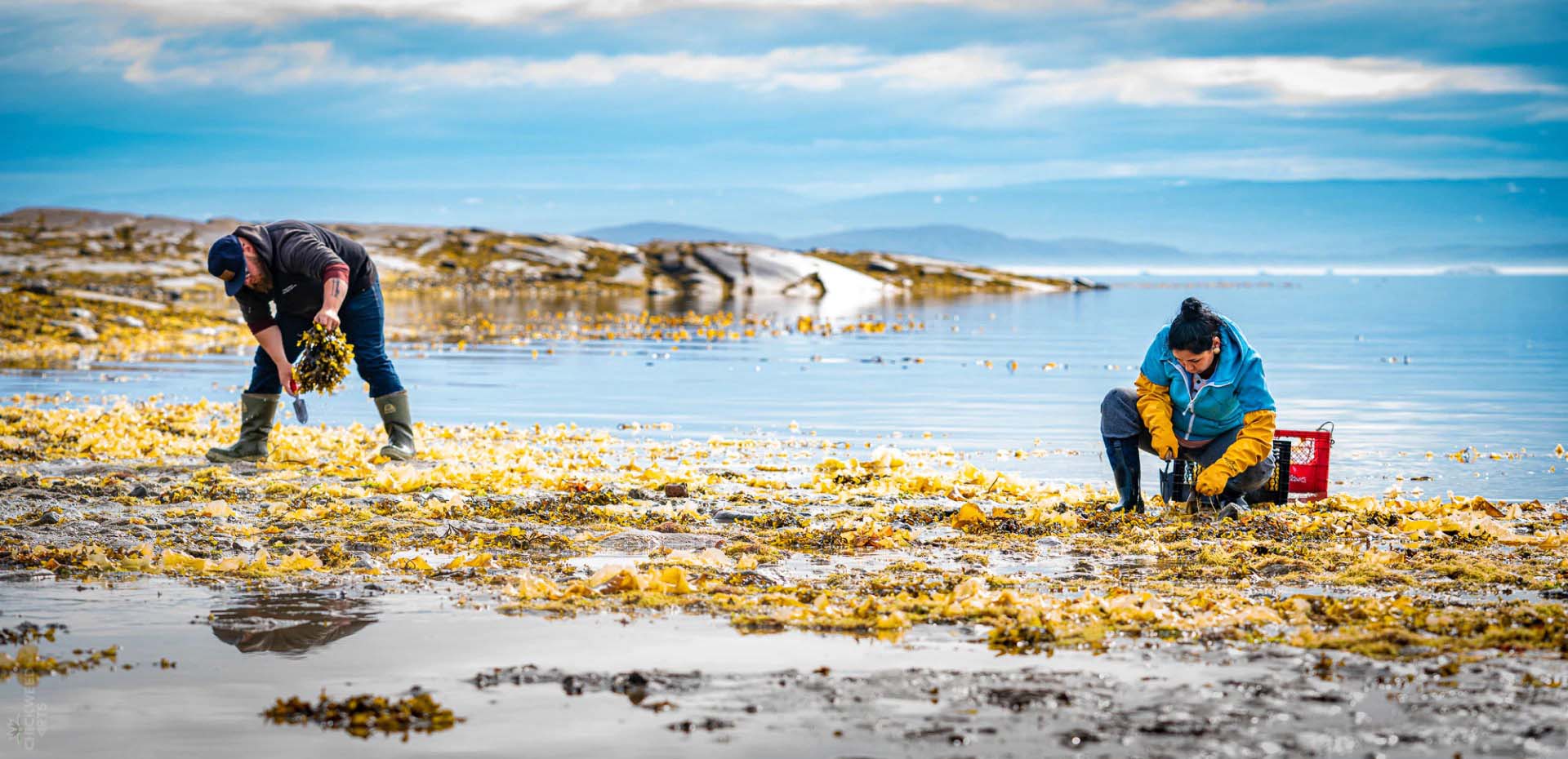 Justin and Bernice of Uasau Soap gathering seaweed on the shore, with mountains in the background