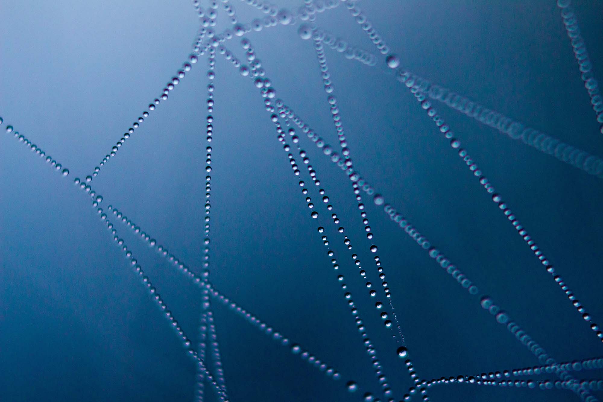 Close-up of dew drops on a spiderweb on a blue background