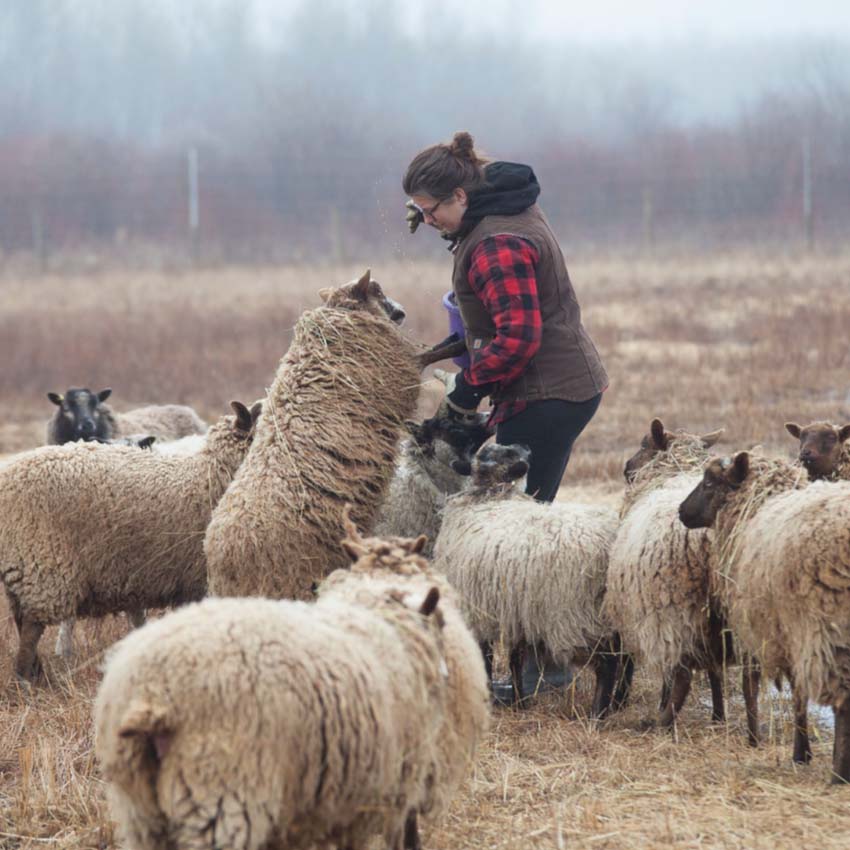 A person outdoors surrounded by sheep