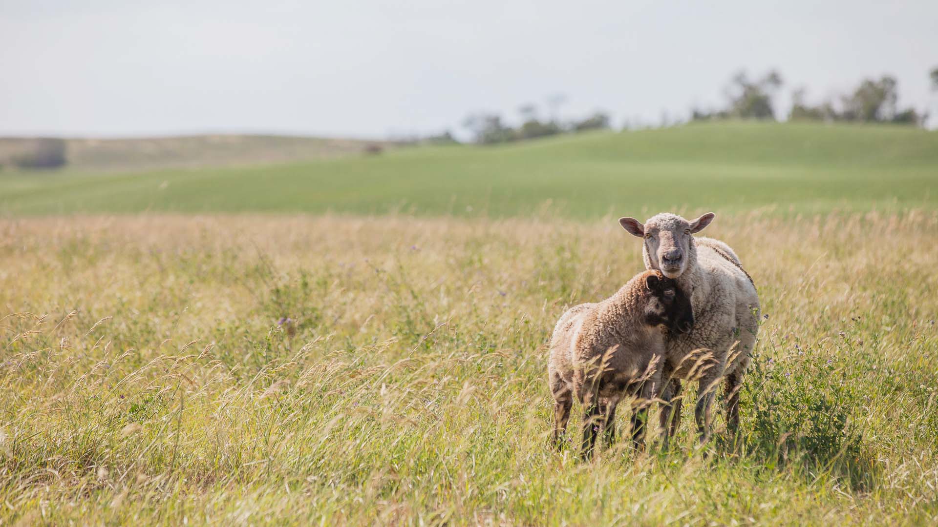 Two sheep in a grassy field