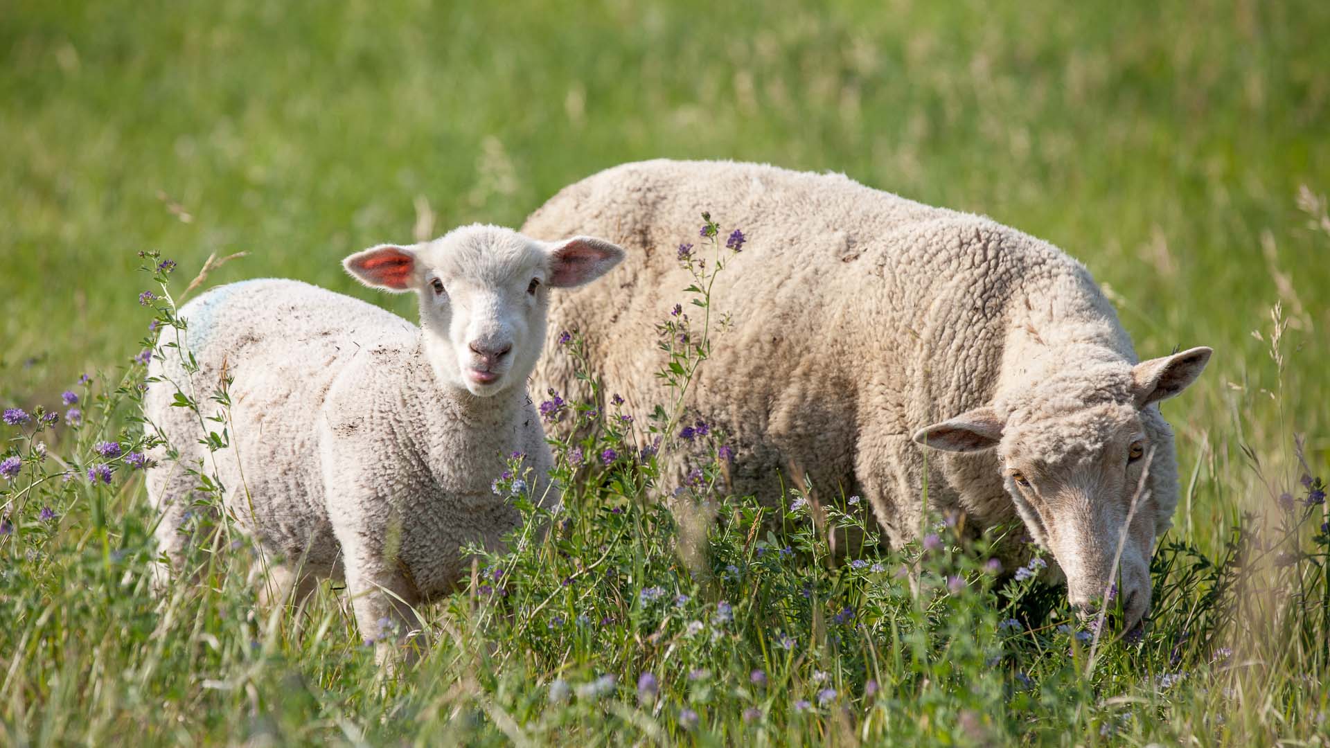 A sheep and a lamb in a grassy field